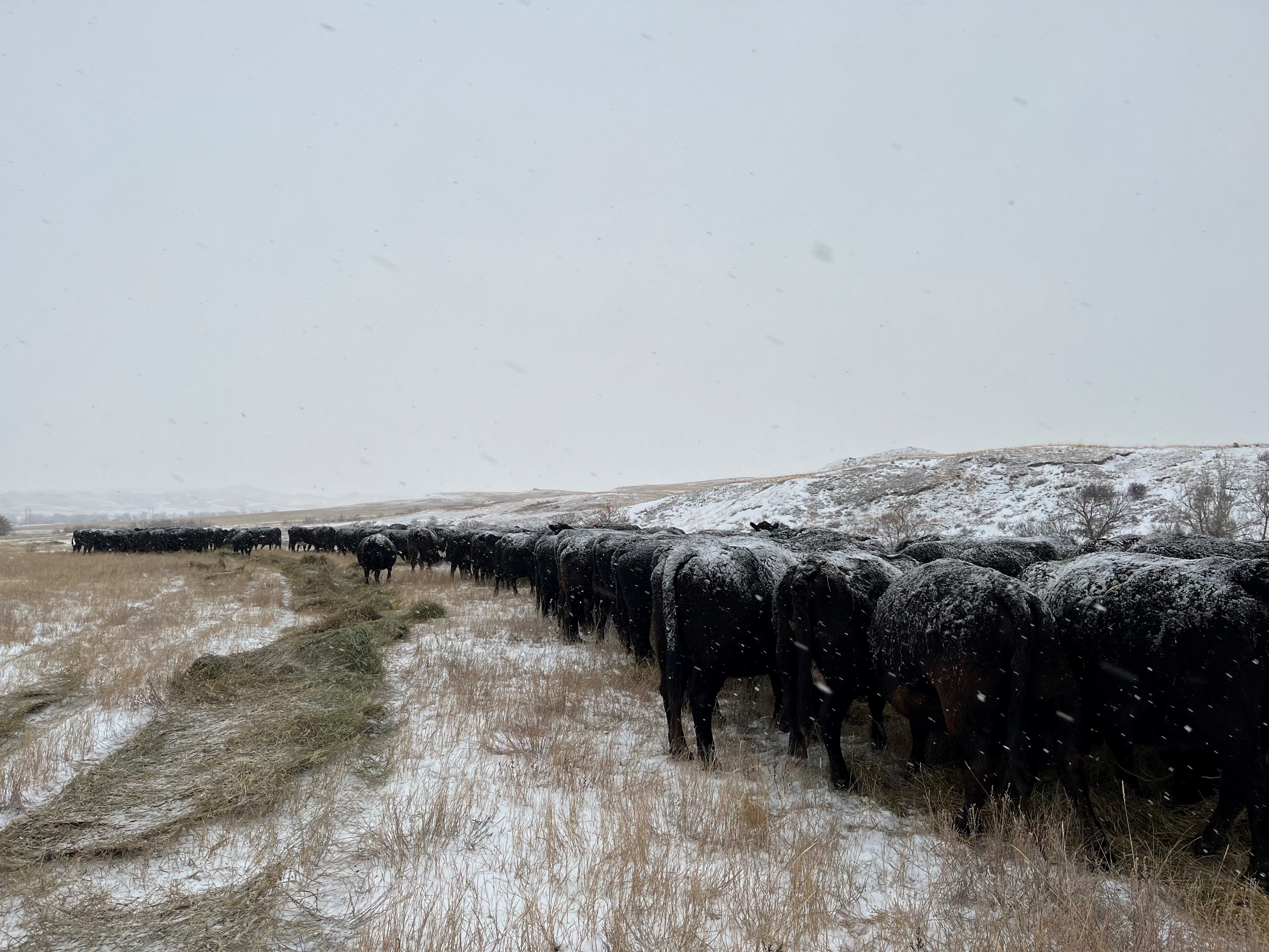 Cattle on winter feed